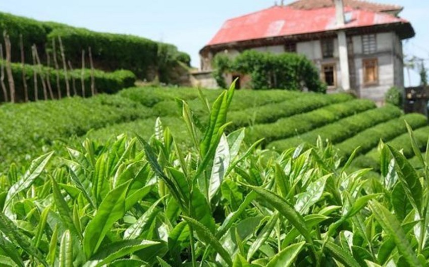 Azərbaycan çay idxalını 6 % artırıb
