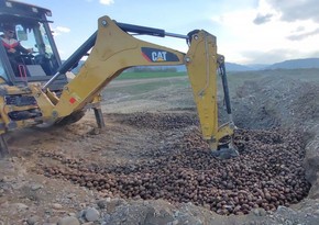 Gürcüstandan Azərbaycana gətirilən 24,5 ton kartof zərərvericilərə görə məhv edilib