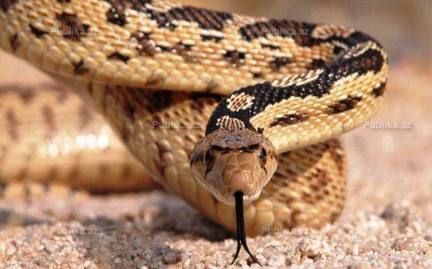 В западном регионе Азербайджана 23-летнего парня укусила змея