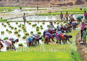 Bloomberg: Rice output in India may suffer this year