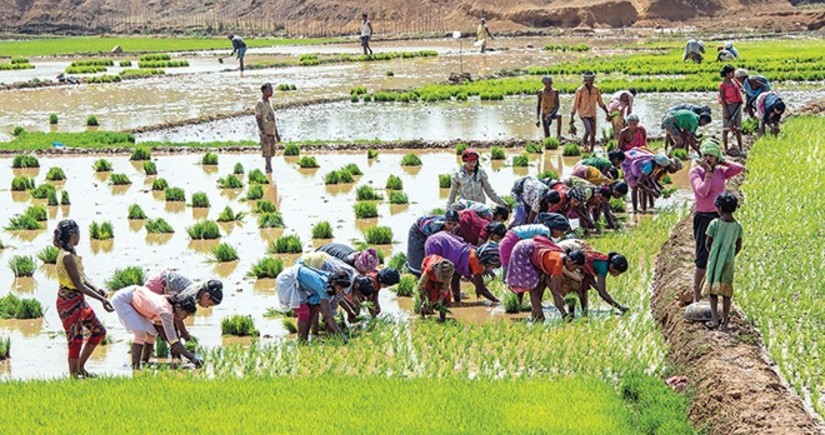 Урожай риса в Индии сокращается из-за недостатка осадков