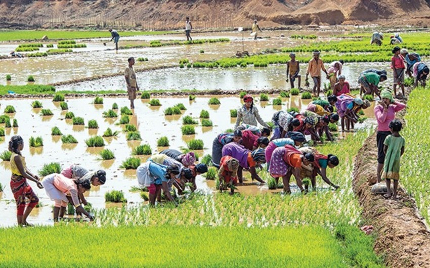 Урожай риса в Индии сокращается из-за недостатка осадков