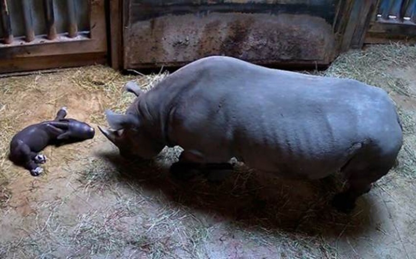 В Чикаго родился редчайший черный носорог, внесенный в Красную книгу