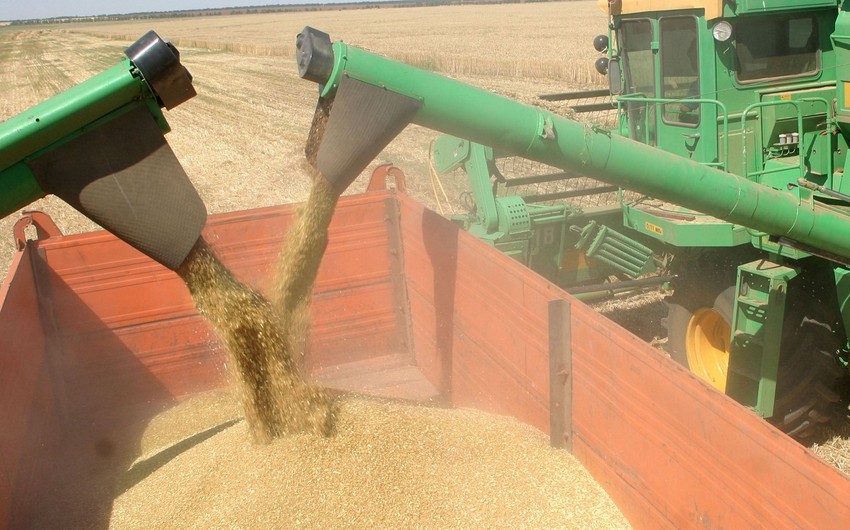 Турция приостановила импорт российской пшеницы