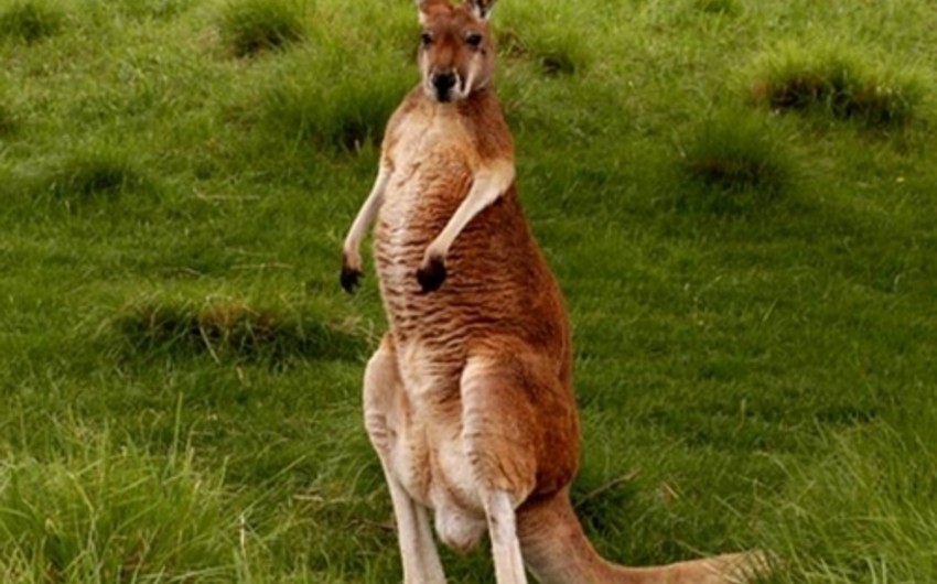 В Австралии кенгуру на лету сбил велосипедистку - ВИДЕО