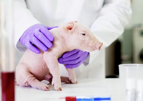 В Японии впервые вывели свинью, чьи органы можно будет пересадить человеку