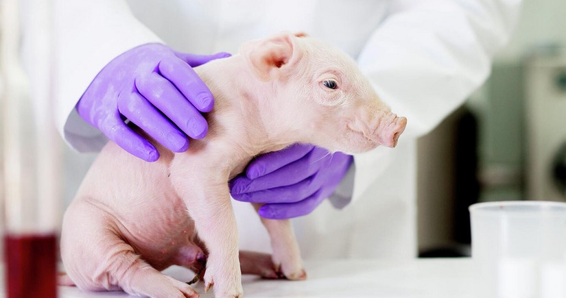 Researchers in Japan produce pigs for cross-species transplants to humans