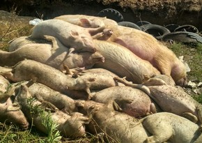 В Гаити зафиксировали вспышку африканской чумы свиней