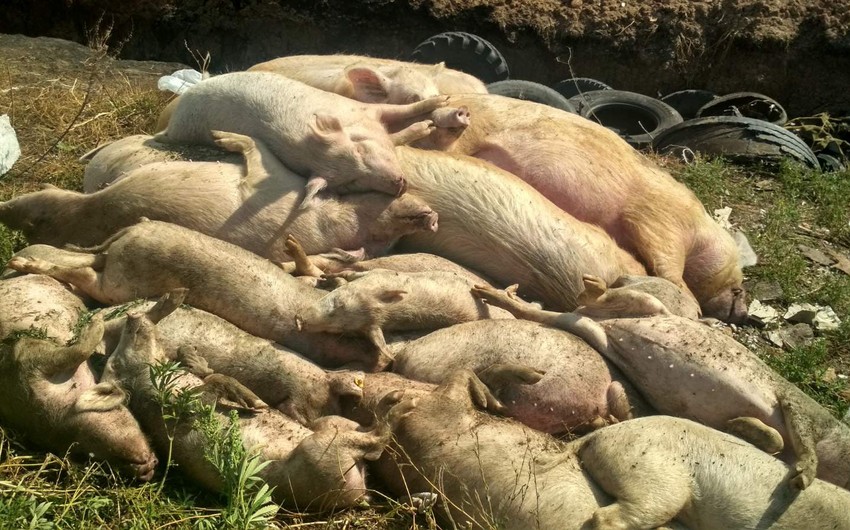 В Гаити зафиксировали вспышку африканской чумы свиней