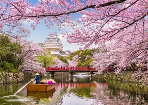 Tokyo: Cherry blossom begins to bloom