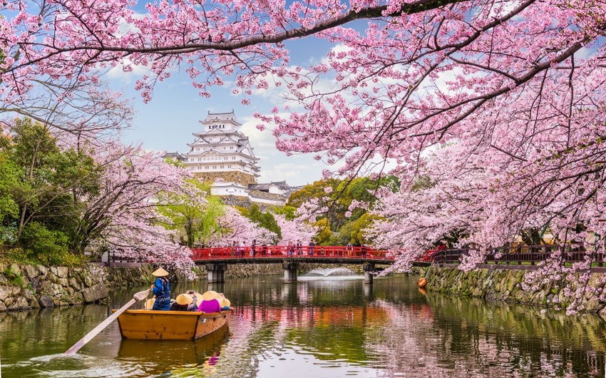 В Токио начала цвести сакура