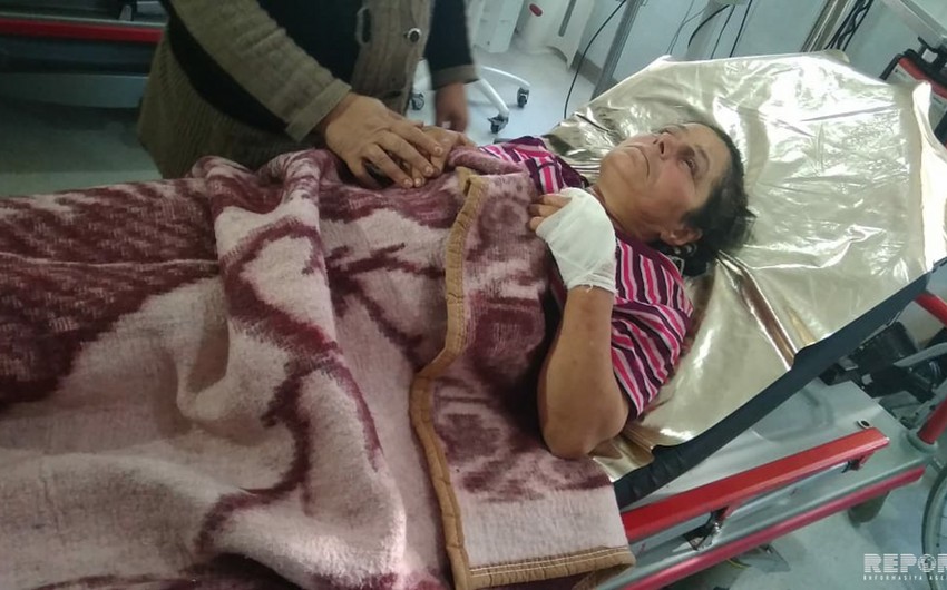 В Лянкяране шакалы напали на жителей, 4 человека пострадали - ФОТО