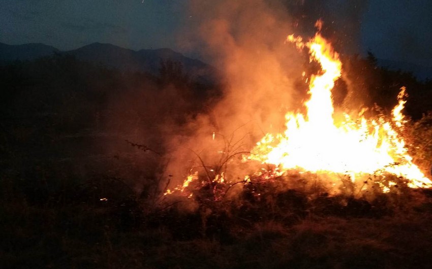 В Шеки на принадлежащей Фонду лесного хозяйства территории произошел сильный пожар - ФОТО - ВИДЕО