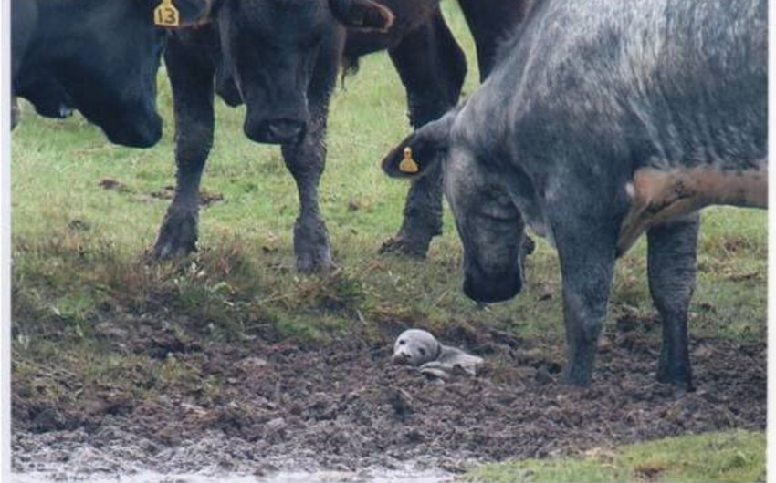5 day-old baby seal stuck in mud rescued by cows in England
