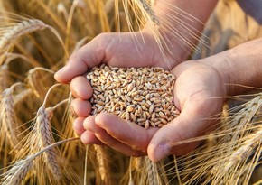 Азербайджан увеличил импорт пшеницы