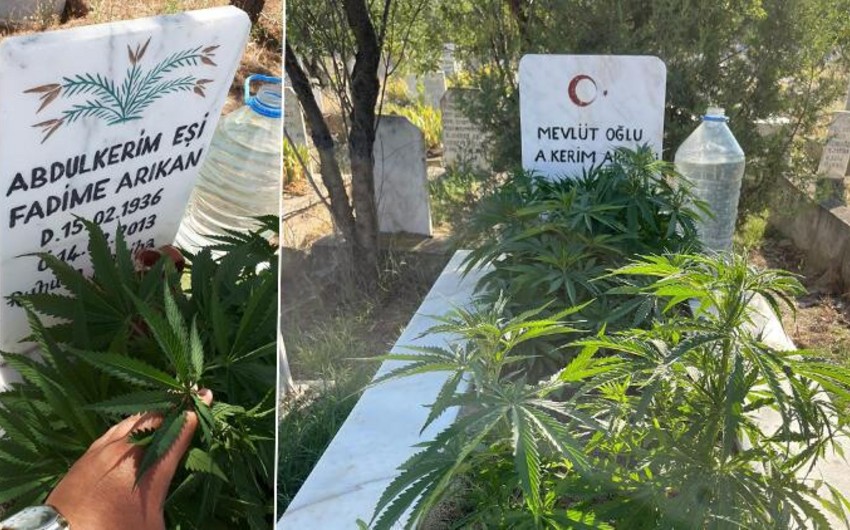 В Турции мужчина вырастил коноплю на могиле родственников