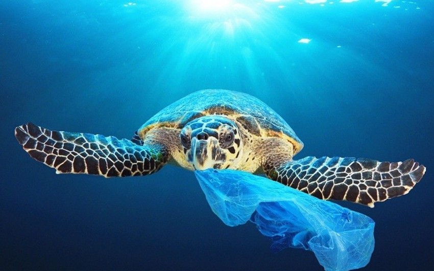 Avropada 2021-ci ildən plastik qabların istifadəsi qadağan ediləcək