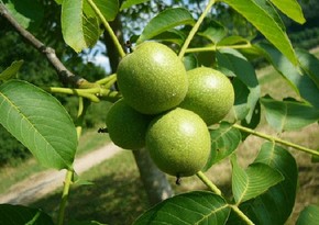 10,000 hectares of new walnut orchards will be laid in Azerbaijan