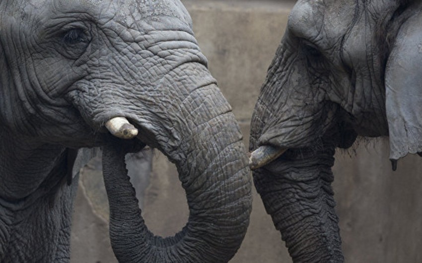 Во Вьетнаме стремительно сокращается популяция слонов