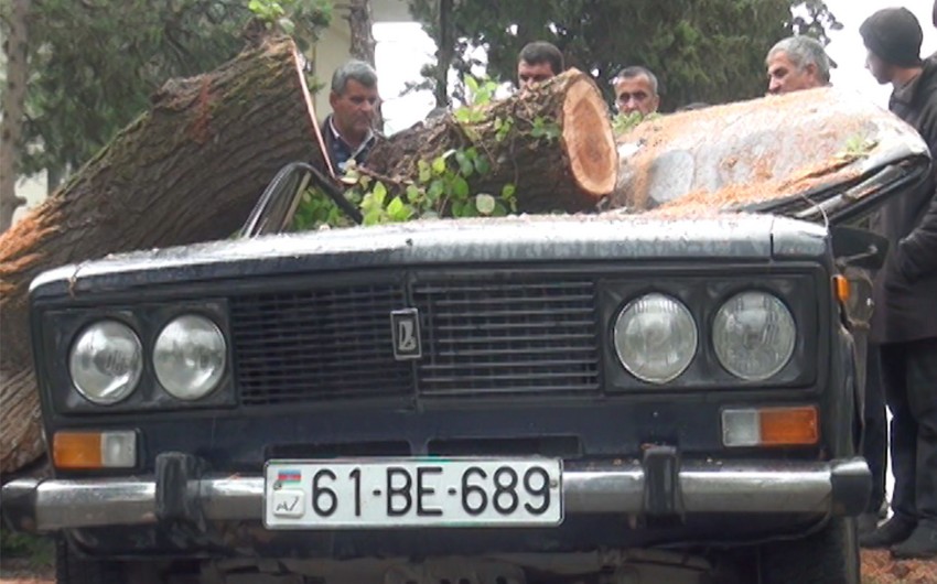 Ucarda güclü külək nəticəsində ağac avtomobilin üstünə aşıb - FOTO