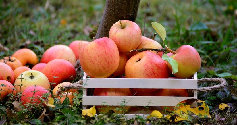 Азербайджан возобновил экспорт яблок в Туркменистан
