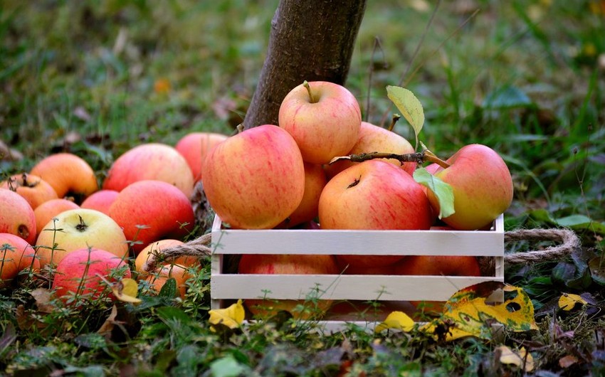 Azerbaijan's apple exports grow