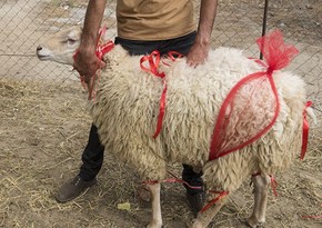 QMİ qurban kəsimi ilə bağlı tövsiyələrini açıqlayıb