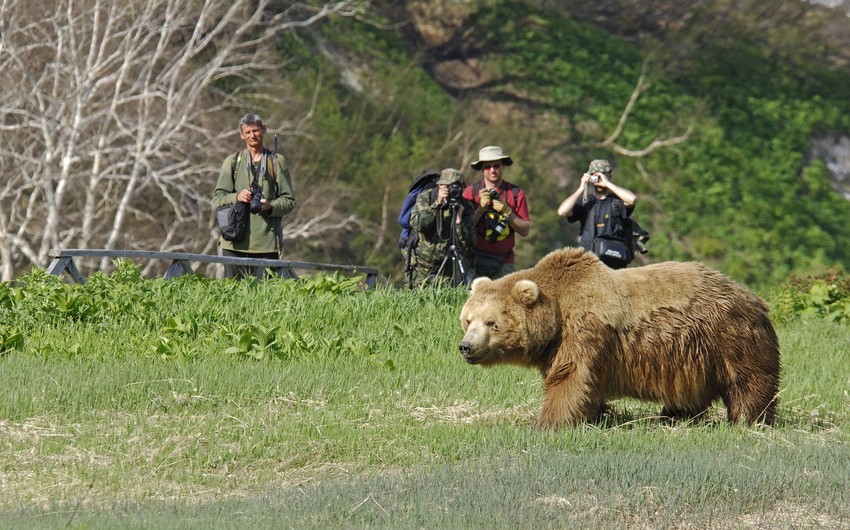 70 голодных медведей заблокировали туристическую тропу на Камчатке