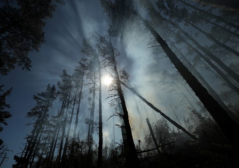 В ЮАР при лесных пожарах погибли 14 человек