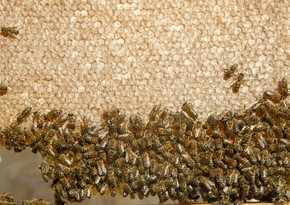 Azerbaijan proposes to allocate subsidies for breeding of queen bees