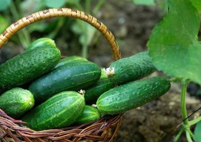 Azerbaijan sharply reduces export of cucumbers to main supply market