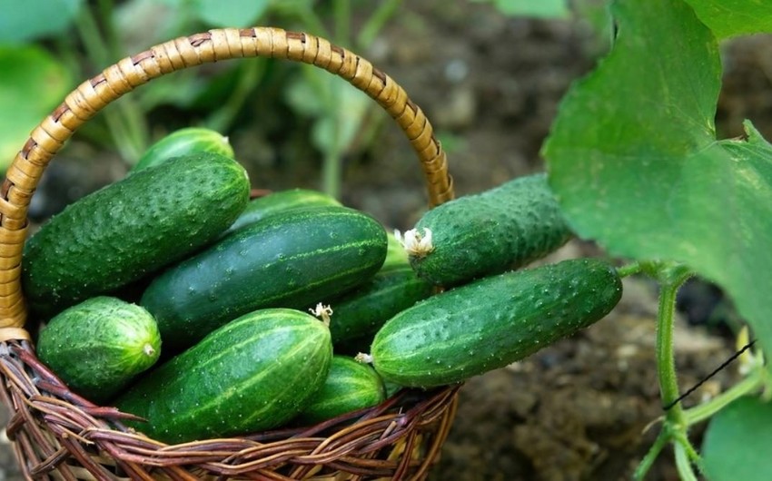Azerbaijan sharply reduces export of cucumbers to main supply market