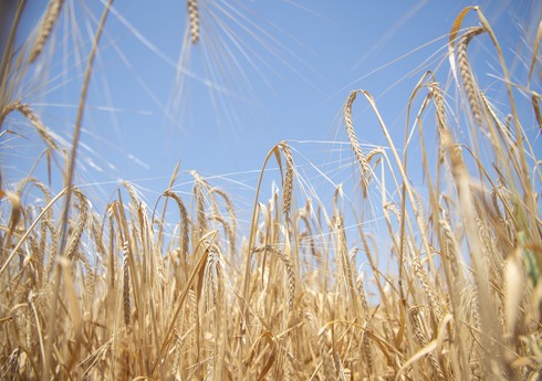 В Азербайджане на 77% зерновых полей завершена уборка урожая