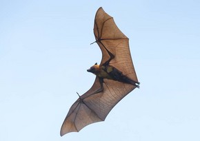 Scientists: Bats and coronaviruses have been evolving together over millions of years