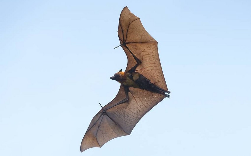 Scientists: Bats and coronaviruses have been evolving together over millions of years