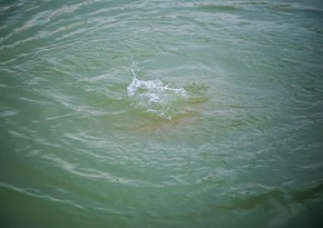 В Сумгайыте обнаружено тело утонувшей в море женщины