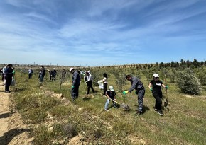 SOCAR holds tree-planting campaign