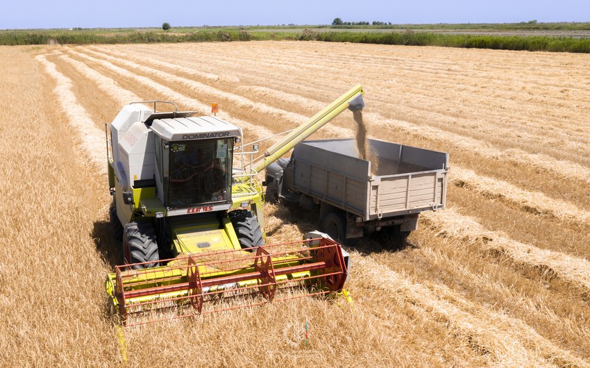 Azerbaijan increases cost of importing grains and legumes from Turkiye by 36%