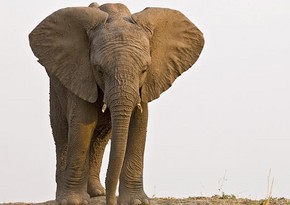 Wild elephant wanders onto Chinese tourist road, damages dozen cars - VIDEO