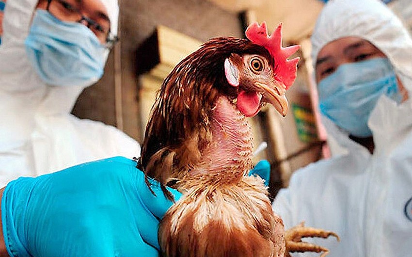 В Китае зафиксировали вспышку гриппа H5N8 среди диких птиц