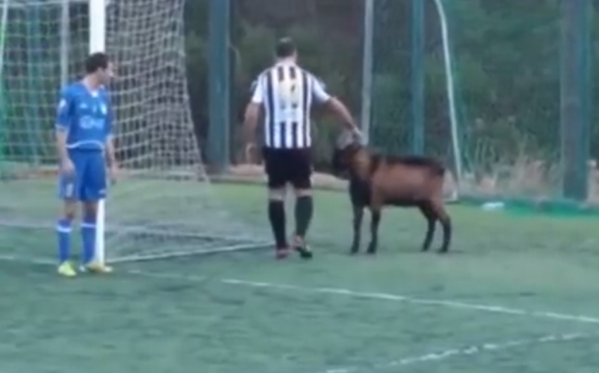Football match suspended twice due to goat entering arena