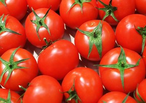 Россия увеличила квоту Турции на поставки томатов