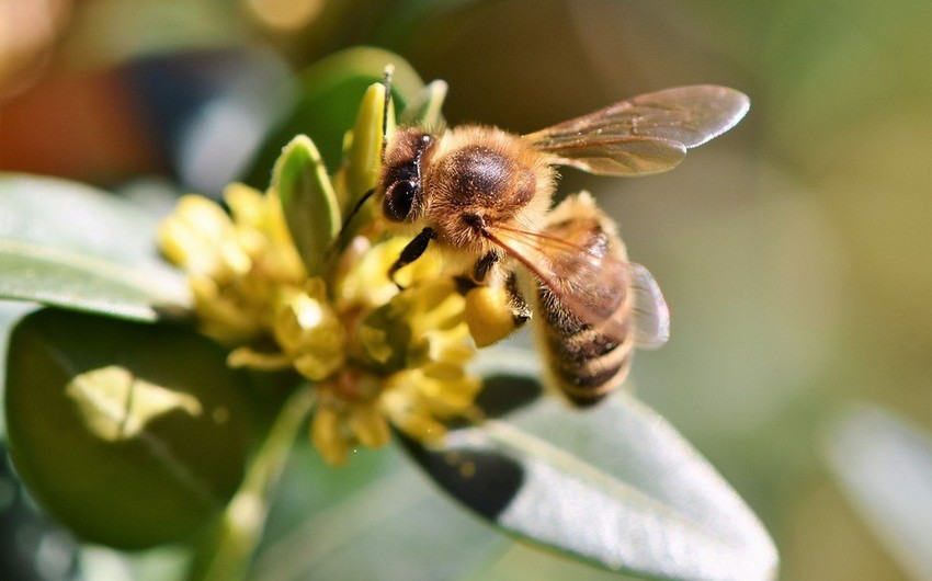 Dünyada yeni arı növü kəşf edildi