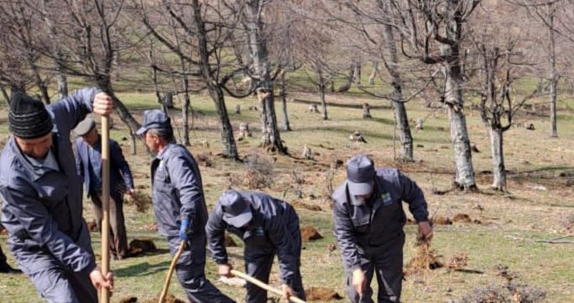 Yaz mövsümündə meşə fondu torpaqlarında 800 mindən çox ağac əkilib