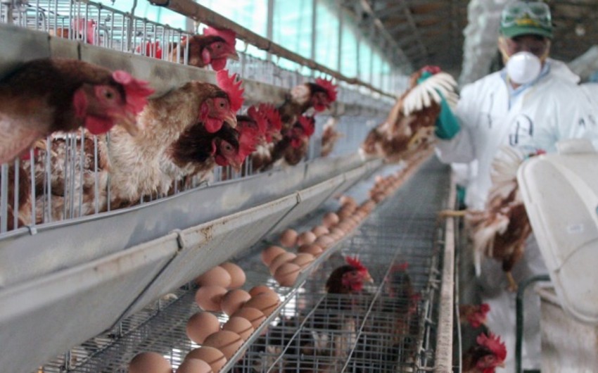 Azerbaijan suspends  imports of poultry from  US
