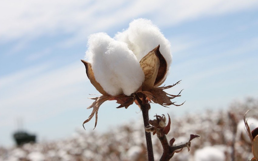 Azerbaijan doubles revenues from cotton exports
