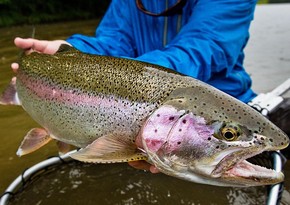 Azerbaijan starts importing trout from UK