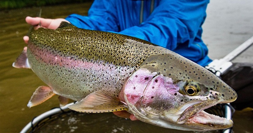 Azerbaijan starts importing trout from UK