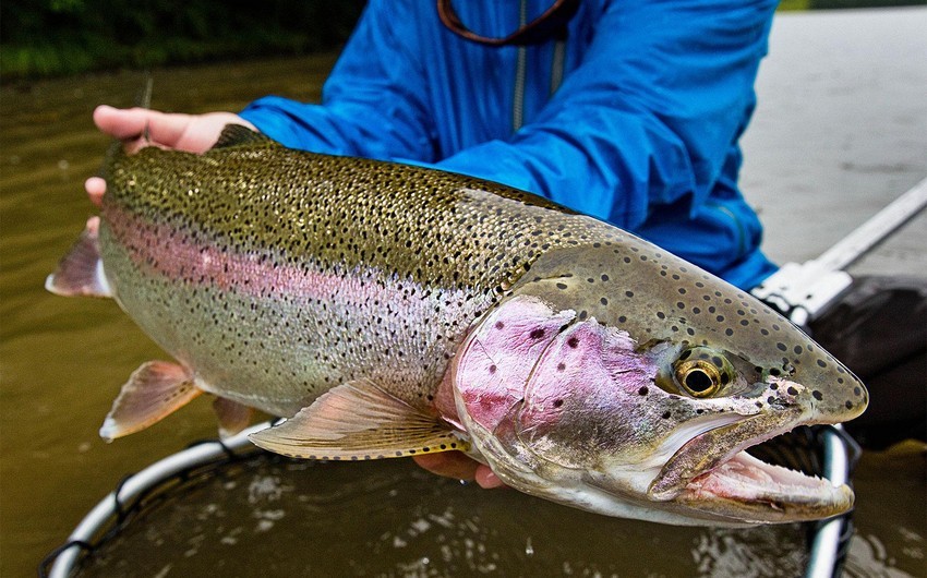 Azerbaijan starts importing trout from UK