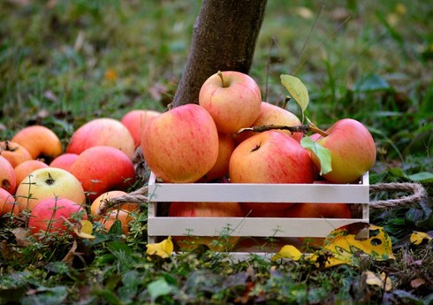 Азербайджан за 11 месяцев выручил 50 млн долларов от экспорта яблок